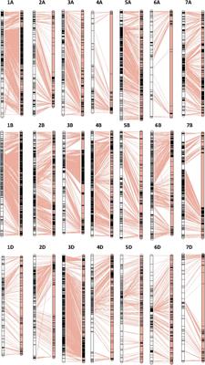 Quantitative Trait Locus (QTLs) Mapping for Quality Traits of Wheat Based on High Density Genetic Map Combined With Bulked Segregant Analysis RNA-seq (BSR-Seq) Indicates That the Basic <mark class="highlighted">7S Globulin</mark> Gene Is Related to Falling Number